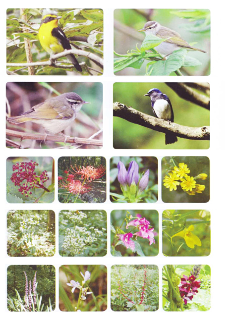 こもれびの森 草花・野鳥 相模原市